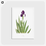1-5_The-Genus-Iris_hagaki