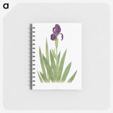 1-5_The-Genus-Iris_memo