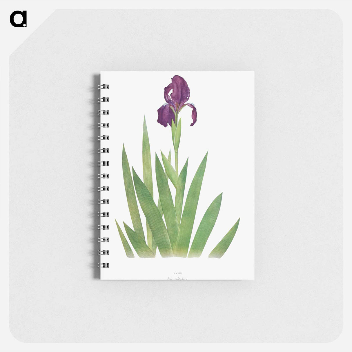 アートメモ帳-Iris Subbiflora from The genus Iris
 - アヤメ属 Memo.