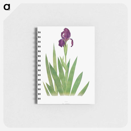 アートメモ帳-Iris Subbiflora from The genus Iris
 - アヤメ属 Memo.