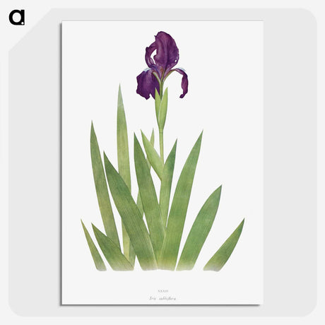 1-5_The-Genus-Iris_picture-crop