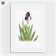 1-5_The-Genus-Iris_picture