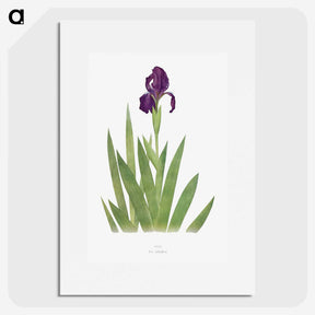 1-5_The-Genus-Iris_picture