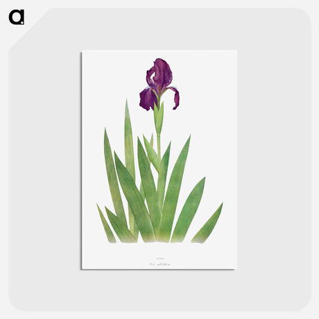 アートポストカード-Iris Subbiflora from The genus Iris
 - アヤメ属 Postcard.