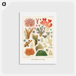アートポストカード-Great Barrier Reef Corals - オーストラリアのグレートバリアリーフ Postcard.
