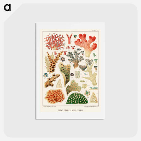 アートポストカード-Great Barrier Reef Corals - オーストラリアのグレートバリアリーフ Postcard.