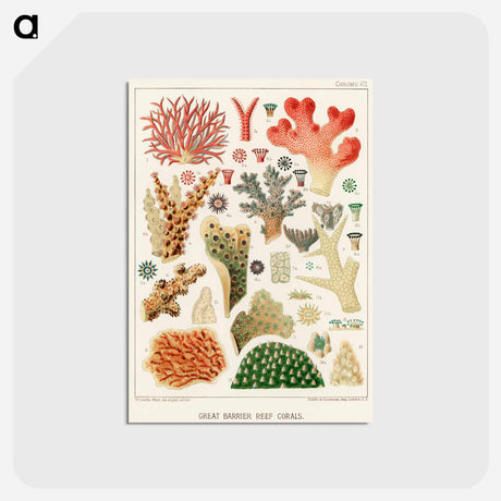 アートポストカード-Great Barrier Reef Corals - オーストラリアのグレートバリアリーフ Postcard.