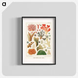 Great Barrier Reef Corals - オーストラリアのグレートバリアリーフ Poster.