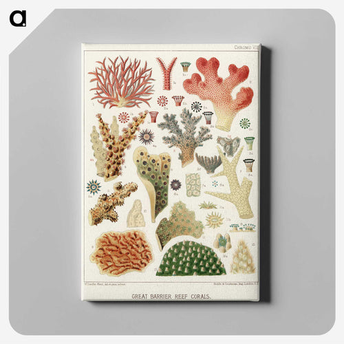 Great Barrier Reef Corals - オーストラリアのグレートバリアリーフ Canvas.
