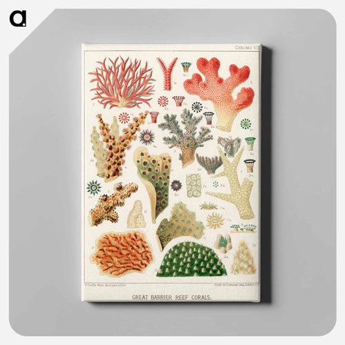 Great Barrier Reef Corals - オーストラリアのグレートバリアリーフ Canvas.