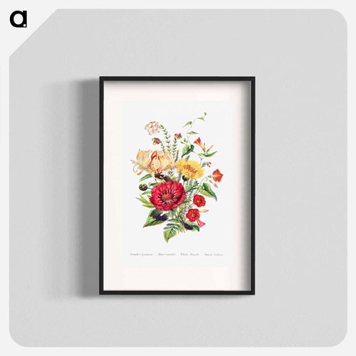 Scarlet Ipomoea, Honeysuckle, White Heath and Sweet Sulian
 - Flower Language Poster.