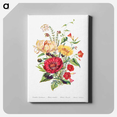 アートパネル-Scarlet Ipomoea, Honeysuckle, White Heath and Sweet Sulian
 - 花言葉 Canvas.