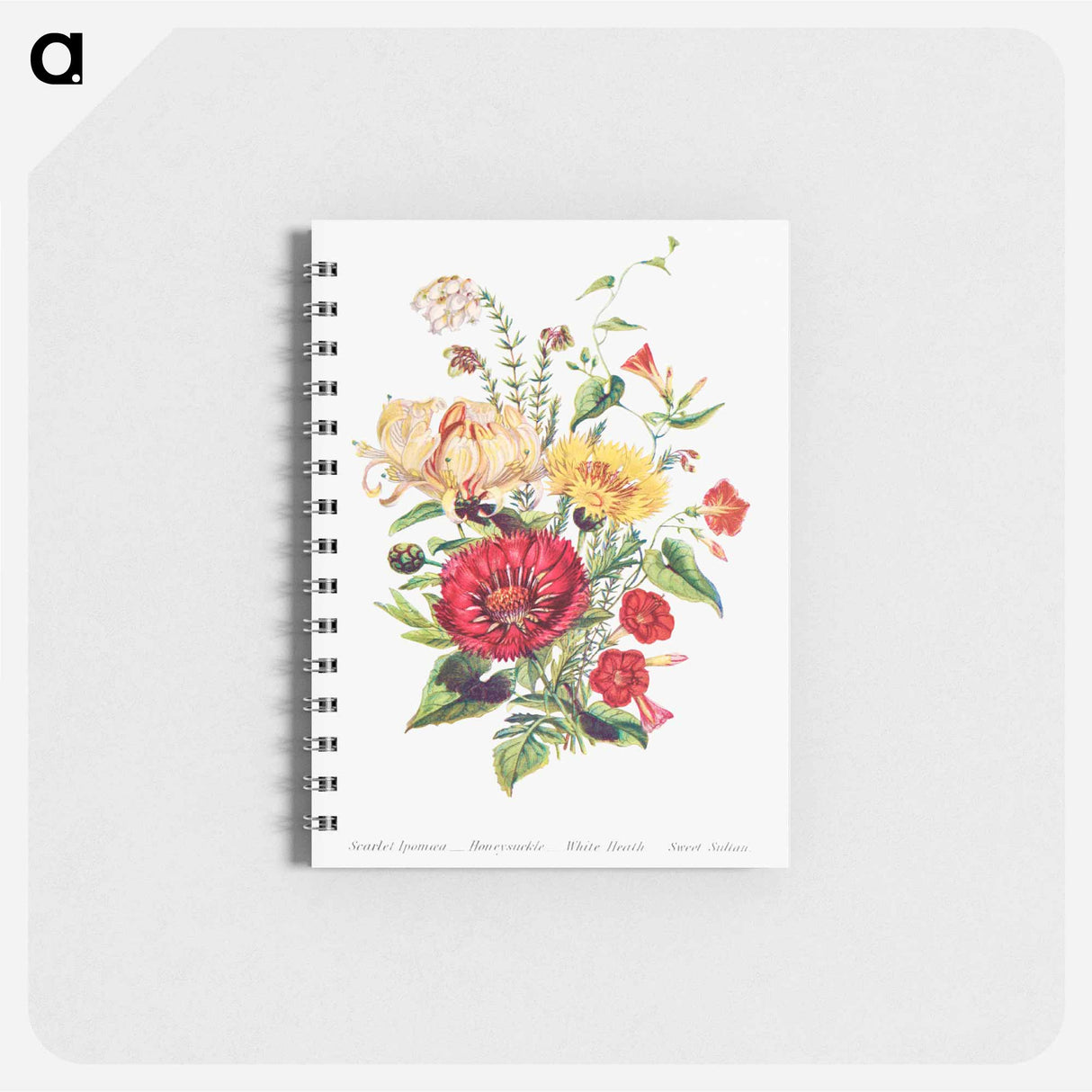 アートメモ帳-Scarlet Ipomoea, Honeysuckle, White Heath and Sweet Sulian
 - 花言葉 Memo.