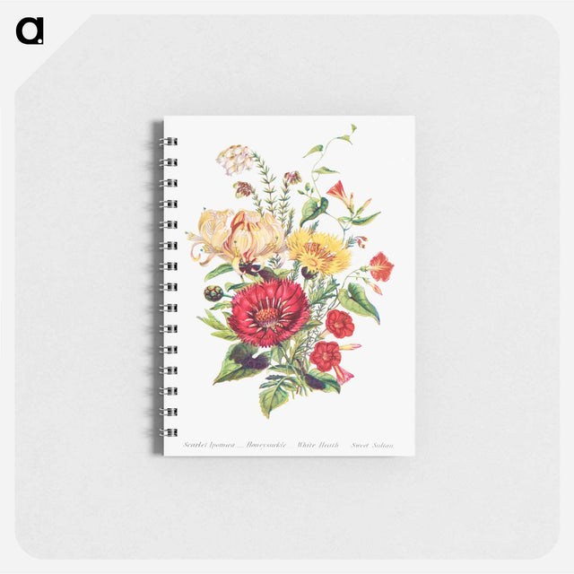 アートメモ帳-Scarlet Ipomoea, Honeysuckle, White Heath and Sweet Sulian
 - 花言葉 Memo.