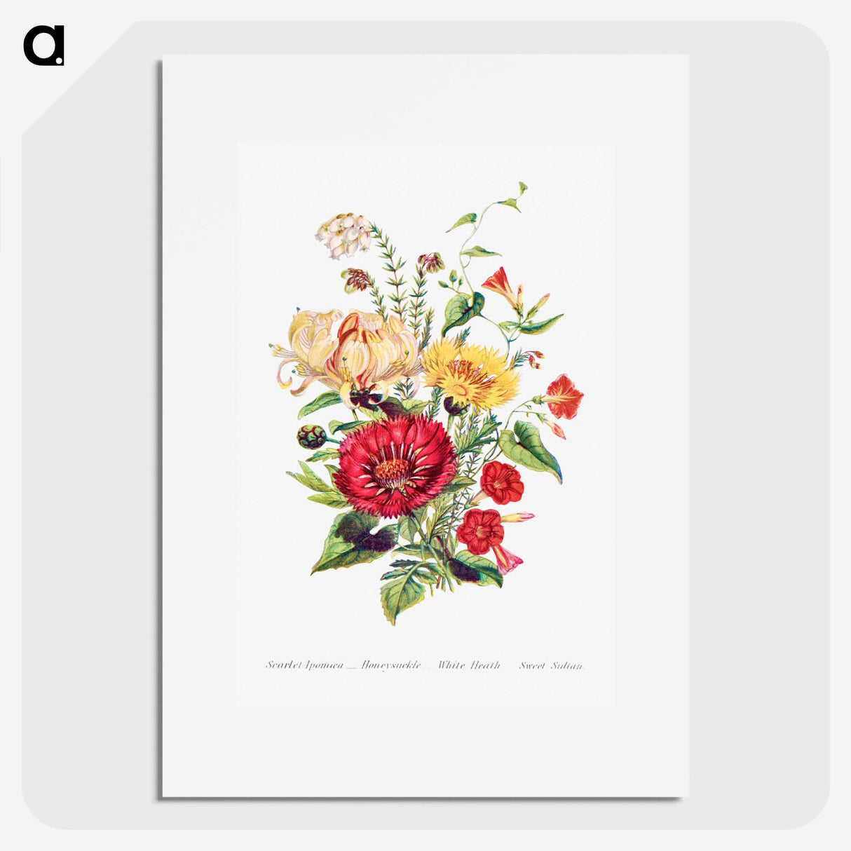 アートポスター-Scarlet Ipomoea, Honeysuckle, White Heath and Sweet Sulian
 - 花言葉 Poster.