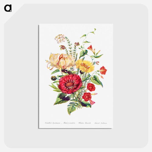 Scarlet Ipomoea, Honeysuckle, White Heath and Sweet Sulian
 - Flower Language Postcard.