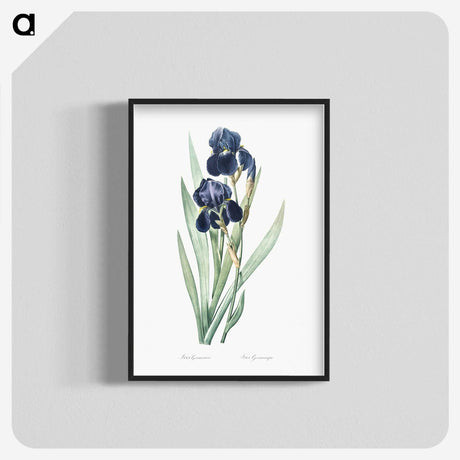 1-5_The-Lilies_blk-crop