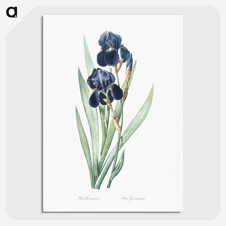 1-5_The-Lilies_picture-crop