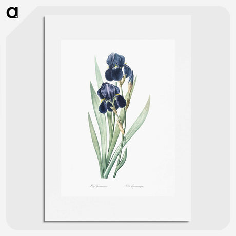 1-5_The-Lilies_picture