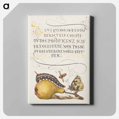 アートパネル-Fly, Caterpillar, Pear, and Centipede from Mira Calligraphiae Monumenta
 - 書道のお手本 Canvas.