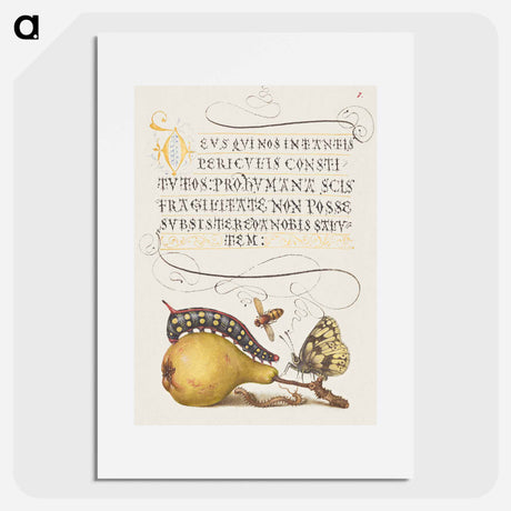 アートポスター-Fly, Caterpillar, Pear, and Centipede from Mira Calligraphiae Monumenta
 - 書道のお手本 Poster.