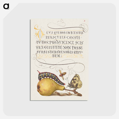 アートポストカード-Fly, Caterpillar, Pear, and Centipede from Mira Calligraphiae Monumenta
 - 書道のお手本 Postcard.