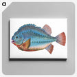 1-5_The-Natural-History-of-British-Fishes_canvas