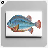 1-5_The-Natural-History-of-British-Fishes_canvas