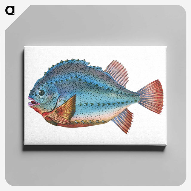 1-5_The-Natural-History-of-British-Fishes_canvas