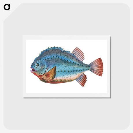 1-5_The-Natural-History-of-British-Fishes_hagaki