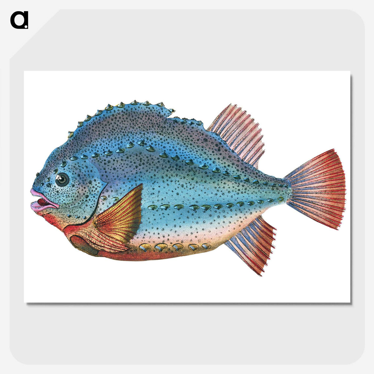 1-5_The-Natural-History-of-British-Fishes_picture-crop