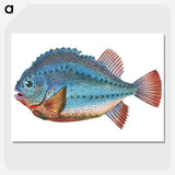 1-5_The-Natural-History-of-British-Fishes_picture-crop
