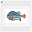 1-5_The-Natural-History-of-British-Fishes_picture