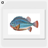 1-5_The-Natural-History-of-British-Fishes_picture