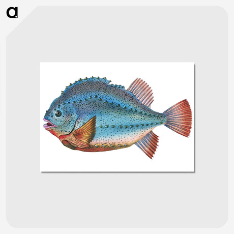 1-5_The-Natural-History-of-British-Fishes_postcard