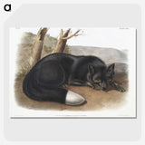 1-5_The-Viviparous-Quadrupeds_picture-crop