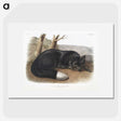 1-5_The-Viviparous-Quadrupeds_picture