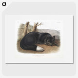 1-5_The-Viviparous-Quadrupeds_picture