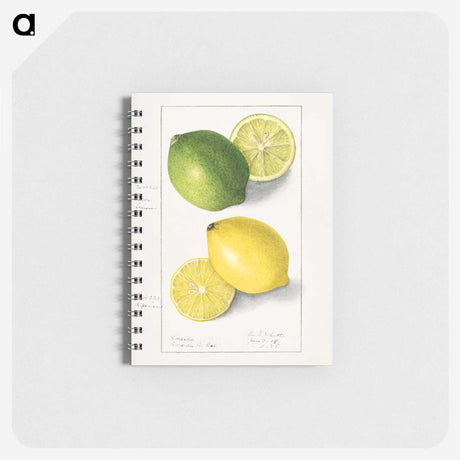 1-5_USDA-Watercolor-Fruit-Painting-Collection_memo