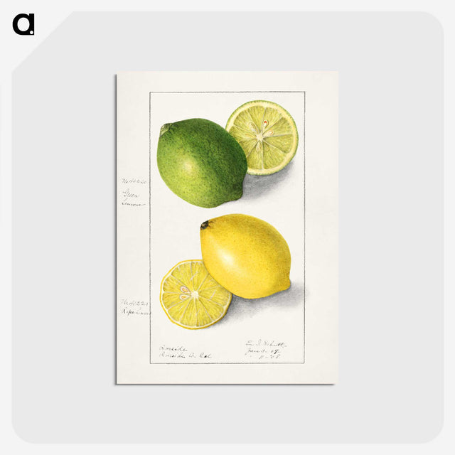 1-5_USDA-Watercolor-Fruit-Painting-Collection_postcard