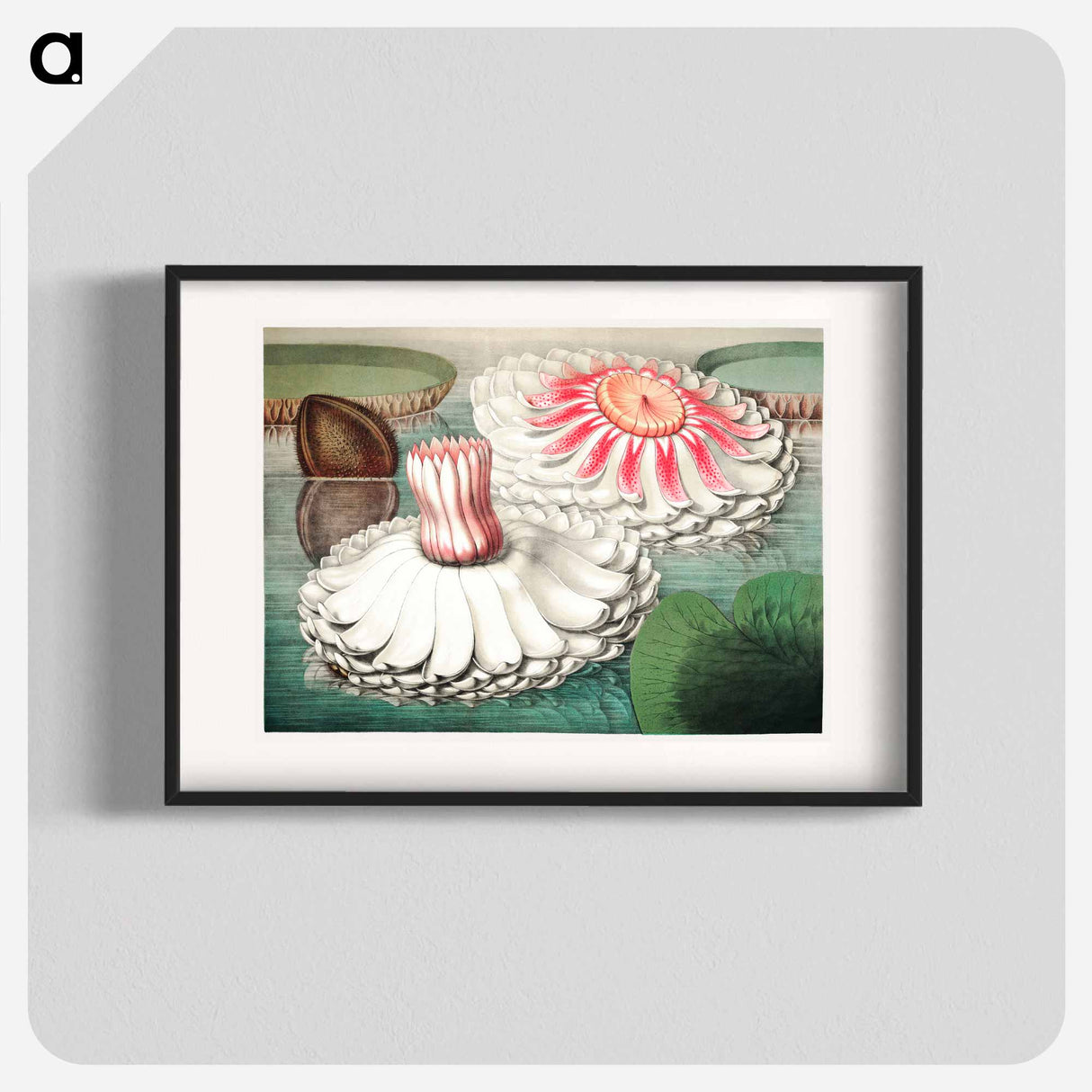 The Victoria Regia; or the Great Water Lily of America - Victoria Regia Poster.