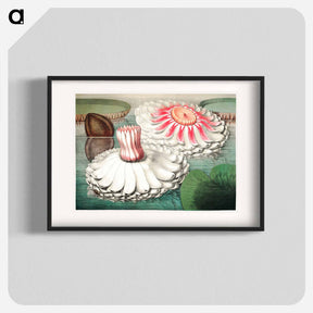アートポスター-The Victoria Regia; or the Great Water Lily of America - ビクトリア レジア Poster.