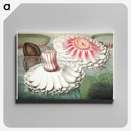 1-5_Victoria-Regia_canvas