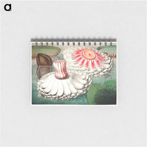 アートメモ帳-The Victoria Regia; or the Great Water Lily of America - ビクトリア レジア Memo.