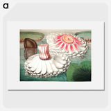The Victoria Regia; or the Great Water Lily of America - Victoria Regia Poster.