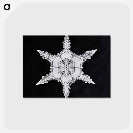 アートポストカード-Wilson Bentley's Snowflake 342 - ウィルソン ベントレー Postcard.