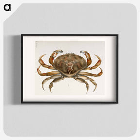 アートポスター-Rock crab illustration from Zoology of New York by James Ellsworth De Kay - ニューヨークの動物学 Poster.