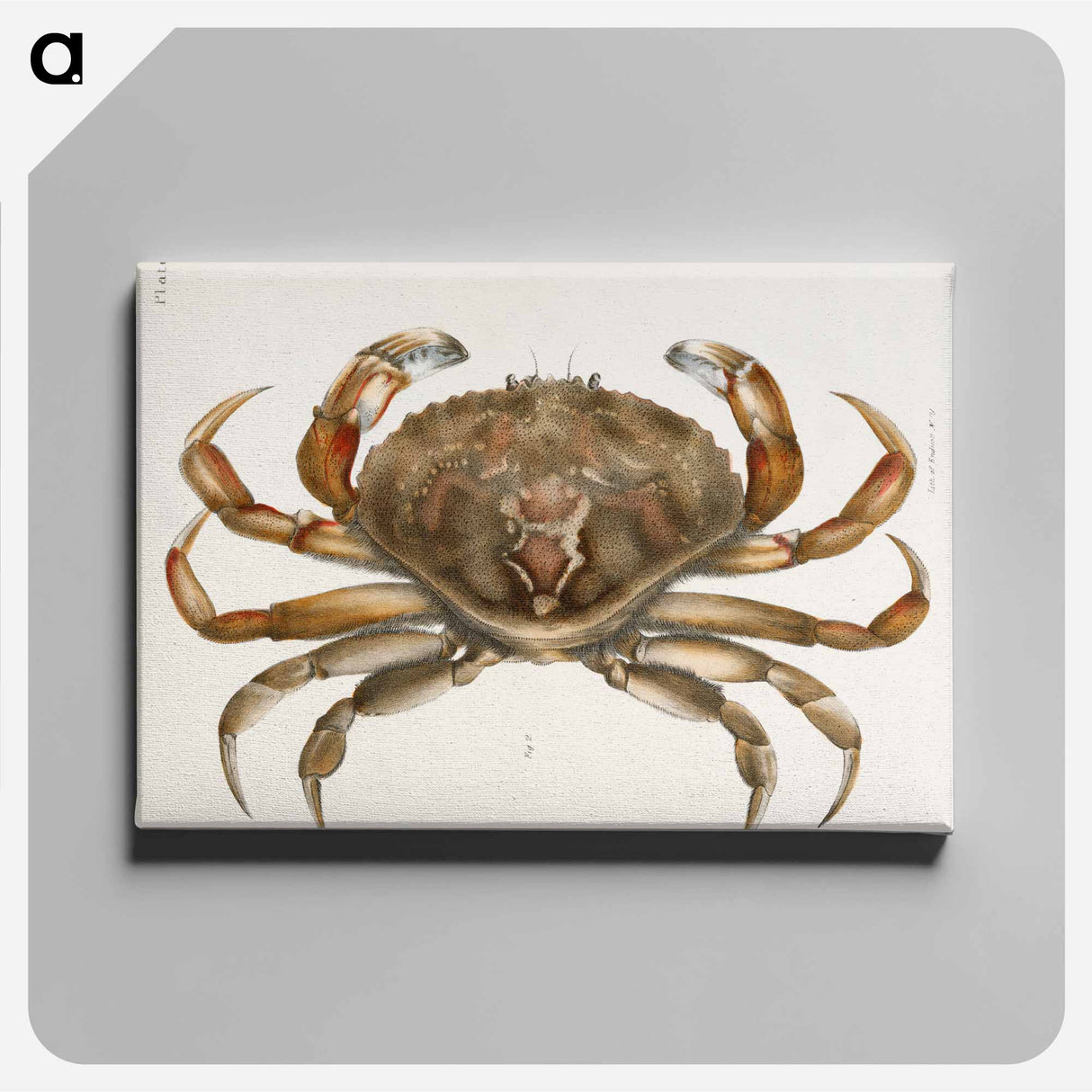 Rock crab illustration from Zoology of New York by James Ellsworth De Kay - ニューヨークの動物学 Canvas.