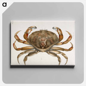 アートパネル-Rock crab illustration from Zoology of New York by James Ellsworth De Kay - ニューヨークの動物学 Canvas.