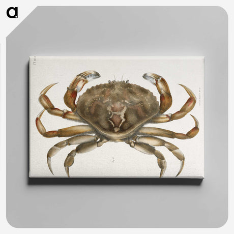 1-5_Zoology-of-New-York_canvas